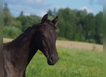 Trakehner, Hengst, 1 Jaar, Zwart