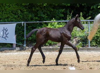 Trakehner, Hengst, 1 Jaar, Zwart