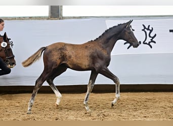 Trakehner, Hengst, 1 Jaar, Zwartbruin