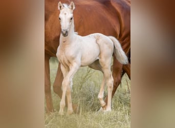 Trakehner, Hengst, 1 Jahr, 156 cm, Palomino
