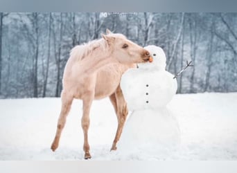 Trakehner, Hengst, 1 Jahr, 156 cm, Palomino