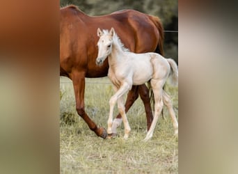 Trakehner, Hengst, 1 Jahr, 156 cm, Palomino