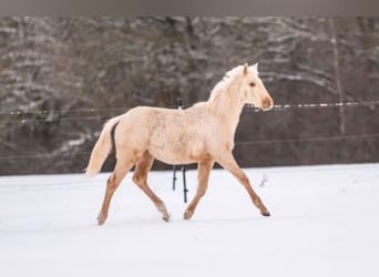 Trakehner, Hengst, 1 Jahr, 156 cm, Palomino