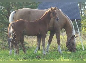 Trakehner, Hengst, 1 Jahr, 163 cm, Fuchs