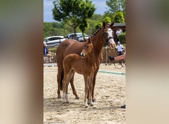 Trakehner, Hengst, 1 Jahr, 164 cm, Brauner
