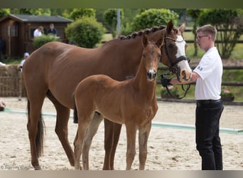 Trakehner, Hengst, 1 Jahr, 164 cm, Brauner