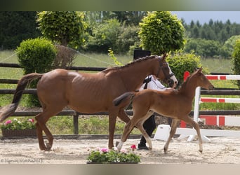 Trakehner, Hengst, 1 Jahr, 164 cm, Brauner