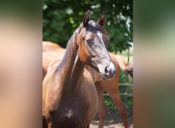 Trakehner, Hengst, 1 Jahr, 165 cm, Dunkelbrauner