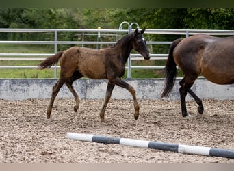 Trakehner, Hengst, 1 Jahr, 165 cm, Dunkelbrauner