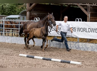 Trakehner, Hengst, 1 Jahr, 165 cm, Dunkelbrauner