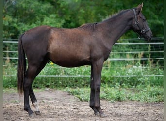 Trakehner, Hengst, 1 Jahr, 166 cm, Rappe