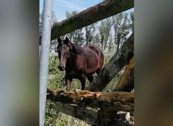 Trakehner, Hengst, 1 Jahr, 166 cm, Schwarzbrauner