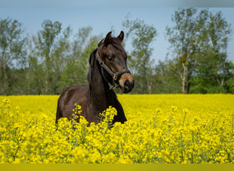 Trakehner, Hengst, 1 Jahr, 167 cm, Dunkelbrauner