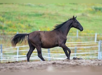 Trakehner, Hengst, 1 Jahr, 167 cm, Rappe
