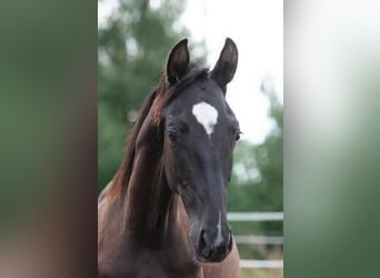 Trakehner, Hengst, 1 Jahr, 167 cm, Rappe