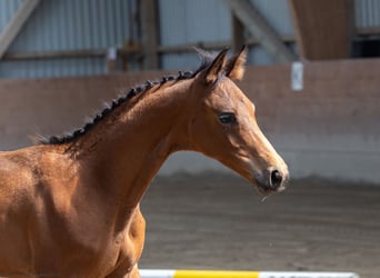 Trakehner, Hengst, 1 Jahr, 168 cm, Brauner