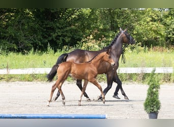Trakehner, Hengst, 1 Jahr, 168 cm, Brauner
