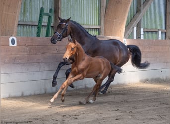 Trakehner, Hengst, 1 Jahr, 168 cm, Brauner
