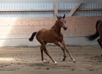 Trakehner, Hengst, 1 Jahr, 168 cm, Brauner