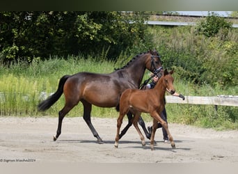 Trakehner, Hengst, 1 Jahr, 168 cm, Brauner