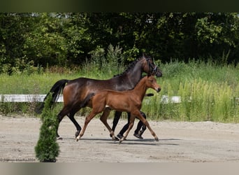 Trakehner, Hengst, 1 Jahr, 168 cm, Brauner