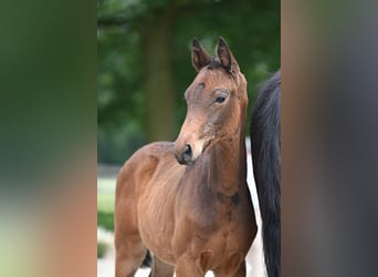 Trakehner, Hengst, 1 Jahr, 168 cm, Dunkelbrauner