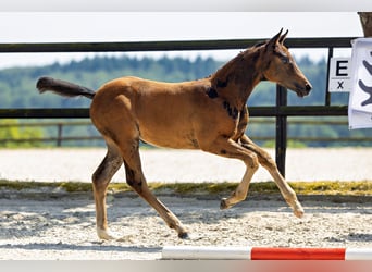 Trakehner, Hengst, 1 Jahr, 168 cm, Dunkelbrauner