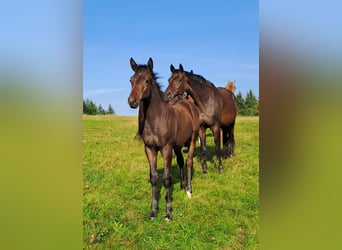 Trakehner, Hengst, 1 Jahr, 168 cm, Dunkelbrauner