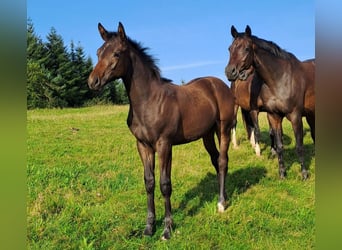 Trakehner, Hengst, 1 Jahr, 168 cm, Dunkelbrauner