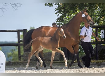 Trakehner, Hengst, 1 Jahr, 168 cm, Dunkelbrauner