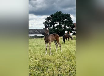 Trakehner, Hengst, 1 Jahr, 168 cm, Dunkelbrauner