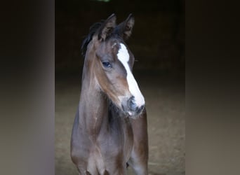 Trakehner, Hengst, 1 Jahr, 168 cm, Dunkelbrauner