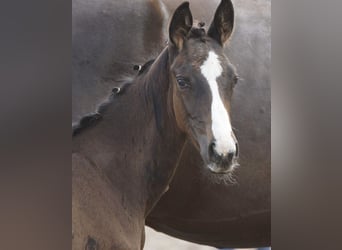 Trakehner, Hengst, 1 Jahr, 168 cm, Dunkelbrauner