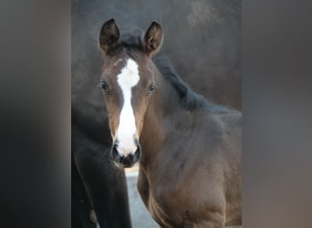 Trakehner, Hengst, 1 Jahr, 168 cm, Dunkelbrauner