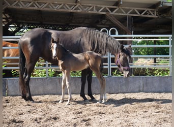Trakehner, Hengst, 1 Jahr, 168 cm, Dunkelbrauner