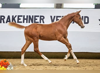 Trakehner, Hengst, 1 Jahr, 168 cm, Fuchs