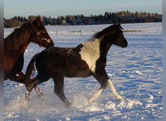 Trakehner, Hengst, 1 Jahr, 168 cm, Schecke