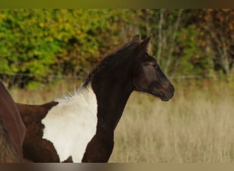 Trakehner, Hengst, 1 Jahr, 168 cm, Schecke