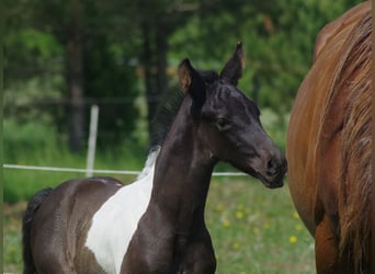 Trakehner, Hengst, 1 Jahr, 168 cm, Schecke