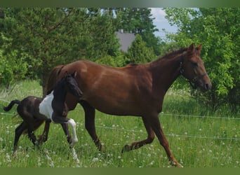 Trakehner, Hengst, 1 Jahr, 168 cm, Schecke
