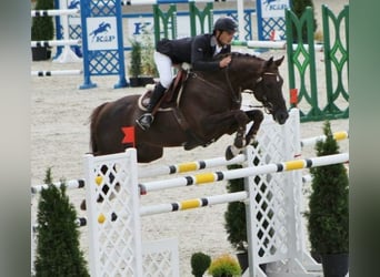 Trakehner, Hengst, 1 Jahr, 168 cm, Schecke