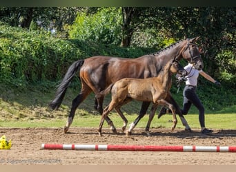 Trakehner, Hengst, 1 Jahr, 168 cm, Schwarzbrauner