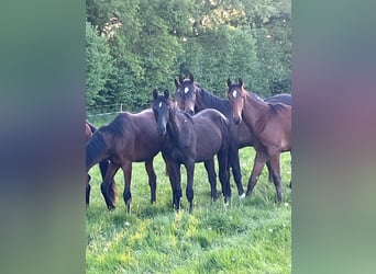 Trakehner, Hengst, 1 Jahr, 168 cm, Schwarzbrauner