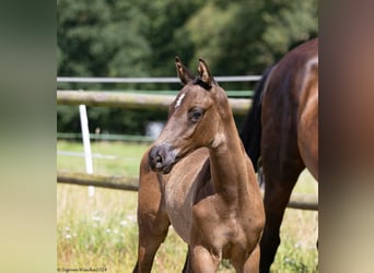 Trakehner, Hengst, 1 Jahr, 168 cm, Schwarzbrauner
