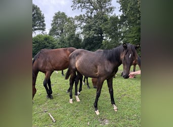 Trakehner, Hengst, 1 Jahr, 168 cm, Schwarzbrauner