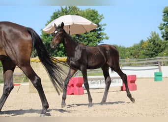 Trakehner, Hengst, 1 Jahr, 168 cm, Schwarzbrauner