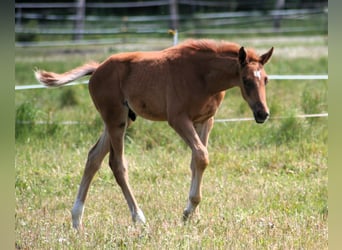 Trakehner, Hengst, 1 Jahr, 169 cm, Fuchs