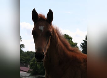 Trakehner, Hengst, 1 Jahr, 169 cm, Fuchs