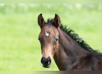 Trakehner, Hengst, 1 Jahr, 170 cm, Brauner