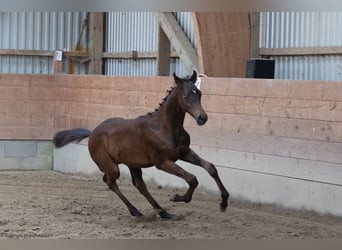 Trakehner, Hengst, 1 Jahr, 170 cm, Brauner